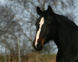 broodmare Wolga (Oldenburg, 2005, from Amidou)