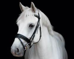 jumper Dr. Tim (Connemara-Pony, 2013, from Glencarrig Prince)