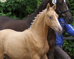 dressage horse Donnersberger (Westphalian, 2012, from Donatelli)