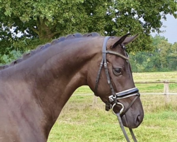 dressage horse Max Harbour H (Hanoverian, 2017, from E.H. Millennium)