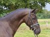 dressage horse Max Harbour H (Hanoverian, 2017, from E.H. Millennium)