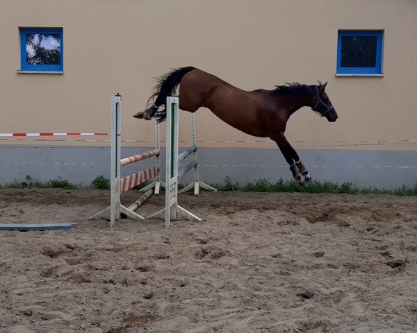 horse King Charly 4 (German Sport Horse, 2013, from Kubaner xx)