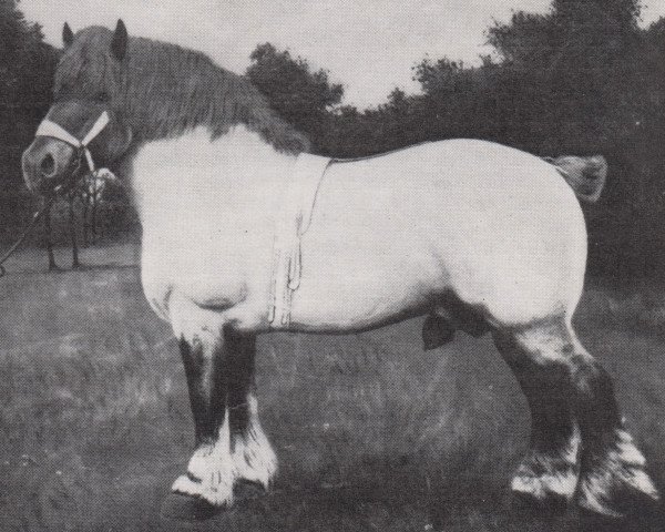 stallion Volkhart RS 945 (Rhenish-German Cold-Blood, 1927, from Lotos RS Ldb Wi)