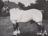 stallion Volkhart RS 945 (Rhenish-German Cold-Blood, 1927, from Lotos RS Ldb Wi)