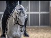 dressage horse Luke Skywalker 65 (Zweibrücken, 2010, from Lordanos)