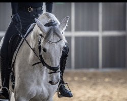 dressage horse Luke Skywalker 65 (Zweibrücken, 2010, from Lordanos)