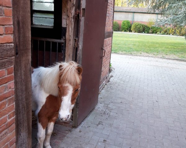 dressage horse Finchen (Shetland Pony, 2000)