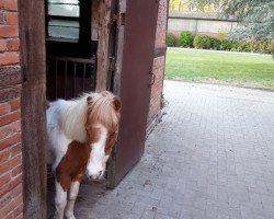 dressage horse Finchen (Shetland Pony, 2000)