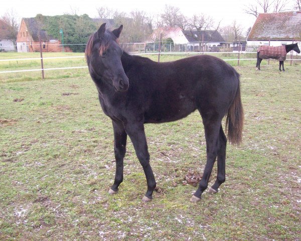 broodmare Filee'ce G (German Sport Horse, 2020, from Finest)