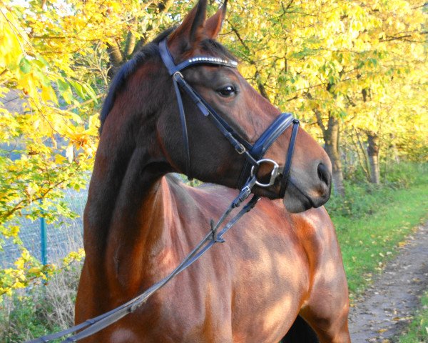 dressage horse Relana Fee (German Sport Horse, 2011, from Relius)
