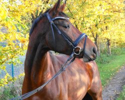 dressage horse Relana Fee (German Sport Horse, 2011, from Relius)