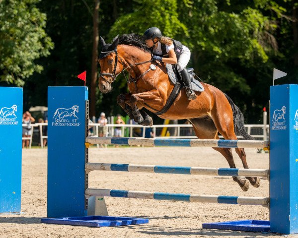 jumper Corvina H (German Sport Horse, 2012, from Cortoni)