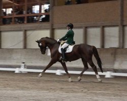 dressage horse Hardenberg (Hanoverian, 2006, from Hochadel)