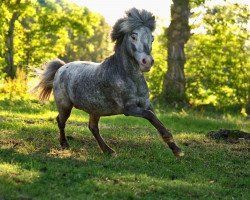 Deckhengst Don Juan v. Alana (Shetland Pony (unter 87 cm), 2006)