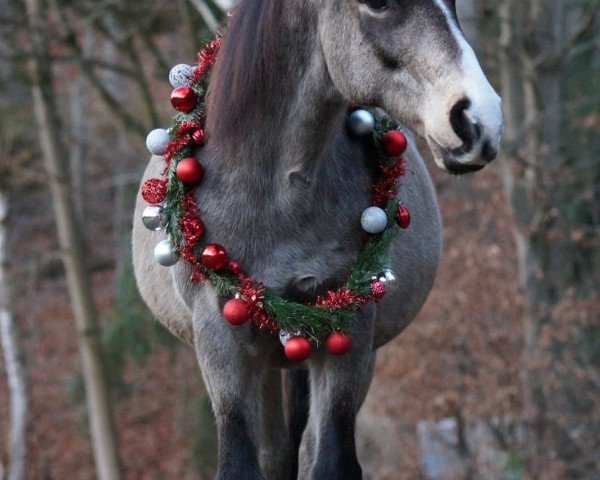 horse Romantic Coconut Dream (Connemara Pony, 2007)