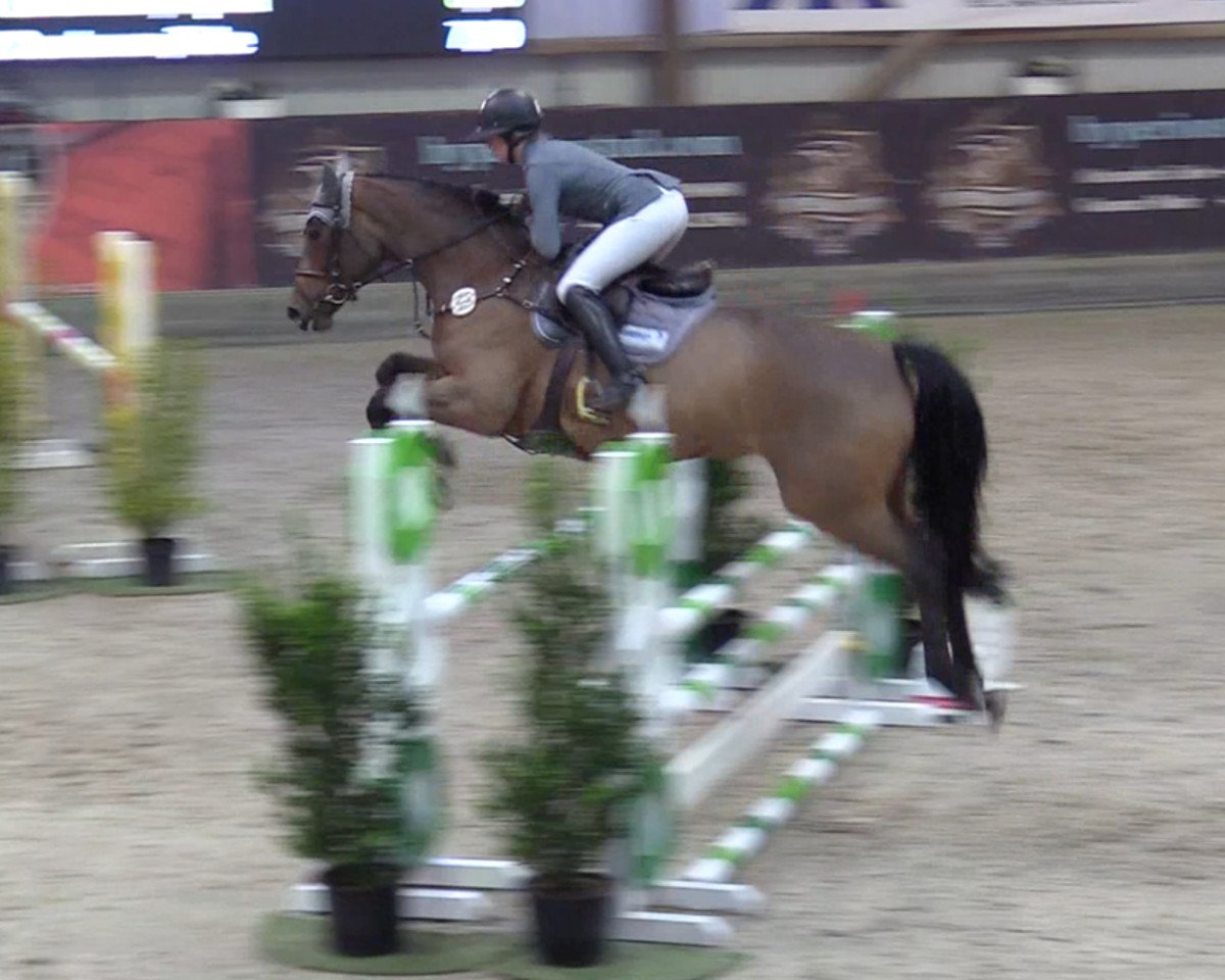 Springpferd Sancentona PS (Oldenburger Springpferd, 2015, von Sandokan 290)