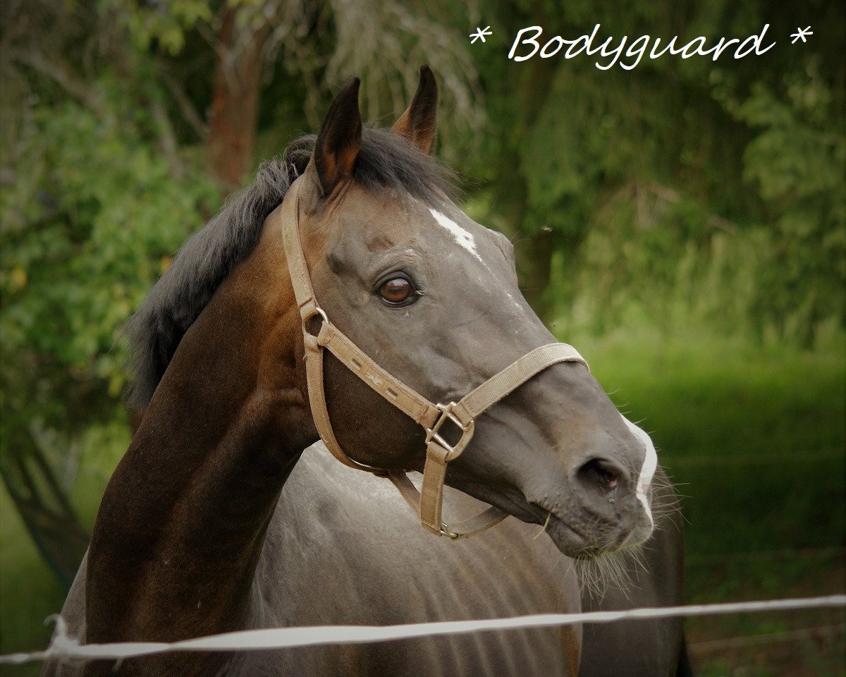 stallion Bodyguard (German Riding Pony, 1993, from Boss)