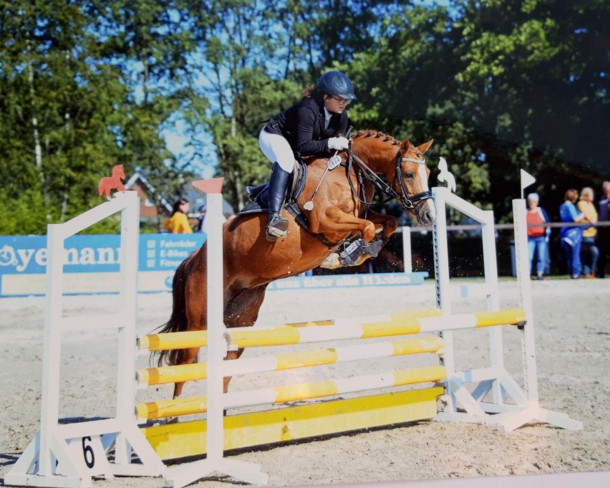 Springpferd Golden Gate (Deutsches Reitpony, 2014, von Golden State 2)
