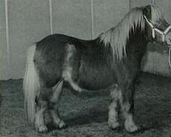 stallion Little Boy van stal Slangenburg (Shetland Pony, 1996, from Acquit v. Spuitjesdom)