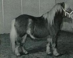 Deckhengst Little Boy van stal Slangenburg (Shetland Pony, 1996, von Acquit v. Spuitjesdom)