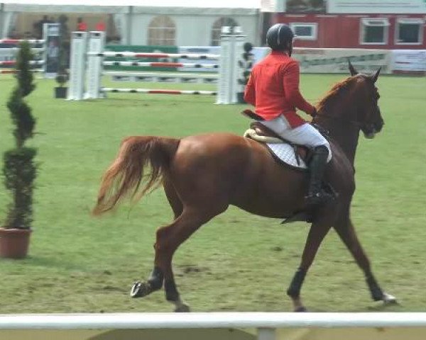 FEI Reitturnier Steinhagen (GER) 2014