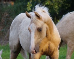 dressage horse Let's Dance TS (Westphalian, 2017, from Londontime)