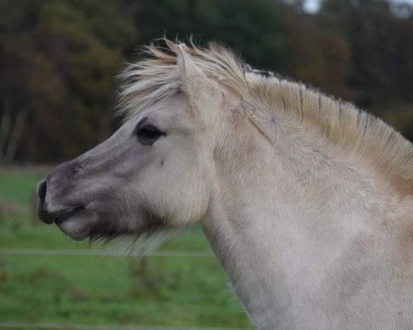 Zuchtstute Urania van de Bilterhoeve (Fjordpferd, 2018, von Drafur)