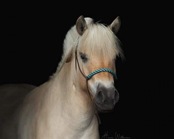 horse Reina van de Bilterhoeve (Fjord Horse, 2015, from Almglimt)