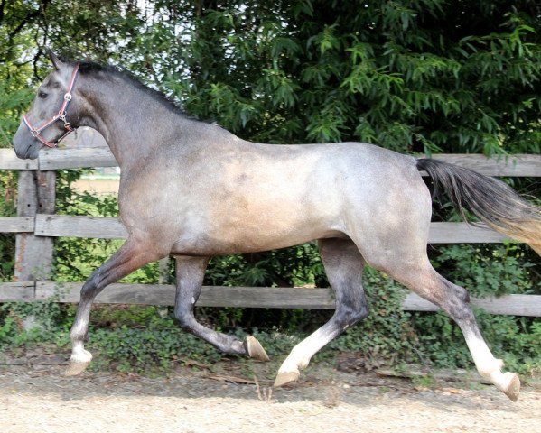 Springpferd Iwan (KWPN (Niederländisches Warmblut),  , von Dallas VDL Z)