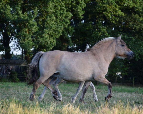 broodmare Rinka (Fjord Horse, 1996, from Lenngard)