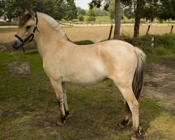 horse Valeska van de Bilterhoeve (Fjord Horse, 2019, from Drafur)