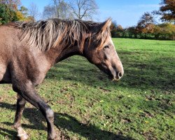 Dressurpferd Bennington JS (Haflinger-Mix, 2019, von Blind Date AT)