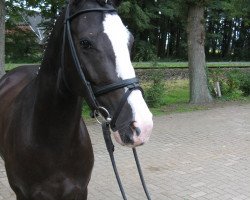 broodmare Kirby W (German Riding Pony, 2004, from Kennedy WE)