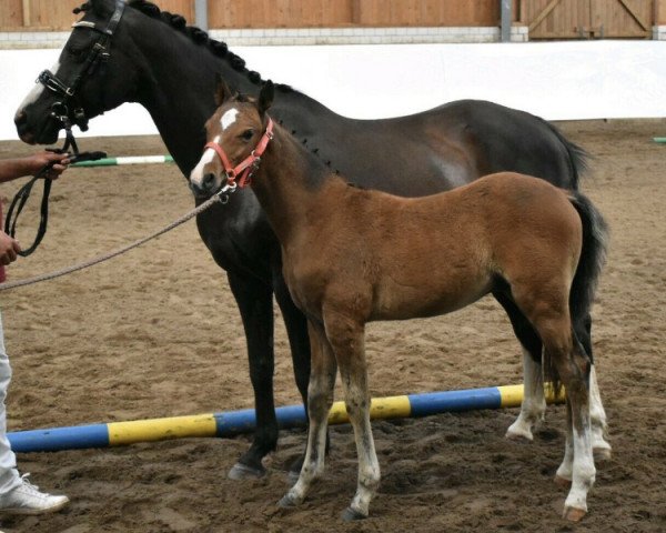 broodmare Maike (German Riding Pony, 2004, from Kaiserstolz)
