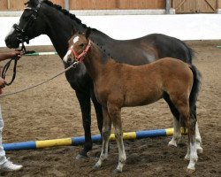 broodmare Maike (German Riding Pony, 2004, from Kaiserstolz)