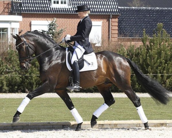 stallion Wilkens (Hanoverian, 2004, from Waterford)