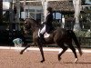 dressage horse As You Wish (Hanoverian, 2012, from Wilkens)