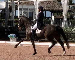 dressage horse As You Wish (Hanoverian, 2012, from Wilkens)