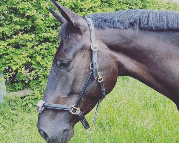 dressage horse Luna (Württemberger, 2013, from Lord Leopold 7)