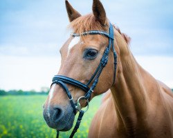 broodmare Gina (Saxony-Anhaltiner, 1996, from Guenzel)