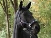 dressage horse Alwina (German Sport Horse, 2009, from Noblissimo)