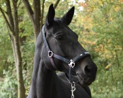 dressage horse Alwina (German Sport Horse, 2009, from Noblissimo)