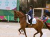 dressage horse Etanga (KWPN (Royal Dutch Sporthorse), 2009, from Wynton)