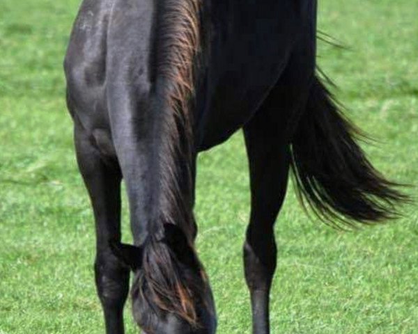 dressage horse Solveig (Oldenburg, 2019, from Sir Donnerhall I)