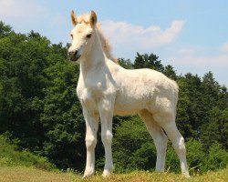 broodmare Solaye (Fjord Horse, 2015, from Kelvin)