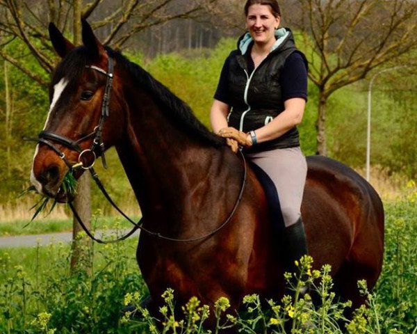 dressage horse Dragon (Hanoverian, 2009, from Don Ricoss)