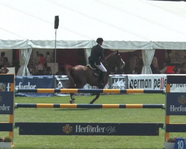 FEI Reitturnier Steinhagen (GER) 2014
