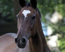 horse Wiener Glanz (German Warmblood, 1988, from Ordensglanz)