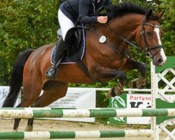 jumper Quivera 2 (Oldenburg show jumper, 2010, from Quidado)