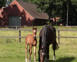 broodmare Lady Classic (Oldenburg, 2001, from Landcapitol)